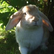 Kanin Makayas prinsesse 