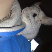 Chinchilla Anton