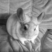 Chinchilla Anton