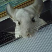 Chinchilla Anton