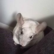 Chinchilla Anton
