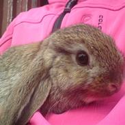 Kanin dværgvædder Vinni (Vinse)