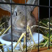 Kanin dværgvædder Vinni (Vinse)