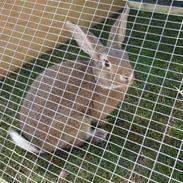 Kanin dværgvædder Vinni (Vinse)