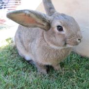 Kanin dværgvædder Vinni (Vinse)