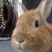 Kanin Dumle [himmelkanin]