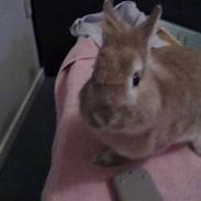 Kanin Dumle [himmelkanin]