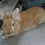 Kanin Dumle [himmelkanin]