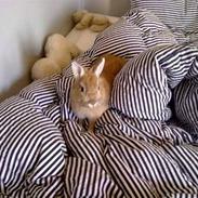 Kanin Dumle [himmelkanin]