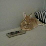 Kanin Dumle [himmelkanin]