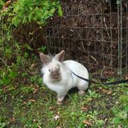 Kanin Stald Putt's Codie