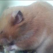 Hamster Balto