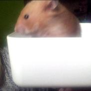 Hamster Balto