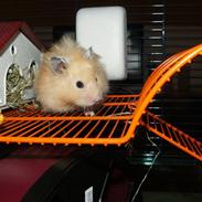Hamster Jay (Elmo) R.I.P.