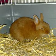 Kanin Isabella (SOLGT)