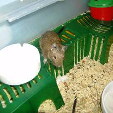 Degu Ditte