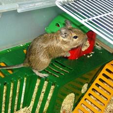 Degu Snuske den anden