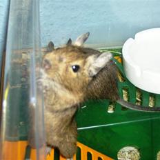 Degu Snuske den anden