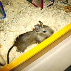 Degu Snuske den anden