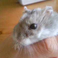 Dværghamster Kasmir R.I.P:'(