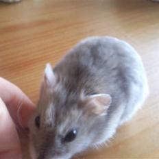 Dværghamster Kasmir R.I.P:'(