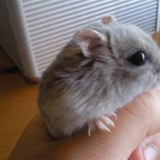 Dværghamster Kasmir R.I.P:'(