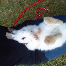 Kanin bounty<3 R.I.P:'(