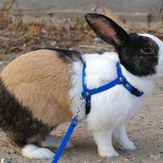 Kanin Mimrelunds Miso - RIP