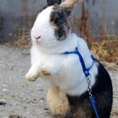 Kanin Mimrelunds Miso - RIP