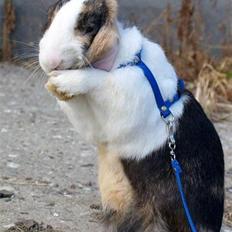 Kanin Mimrelunds Miso - RIP