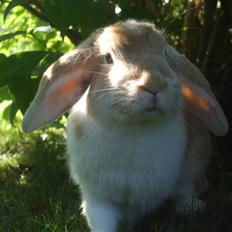 Kanin Makayas prinsesse 