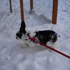 Kanin Snuske my soulmate<33