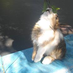 Kanin Solbakkes Pinocchio RIP