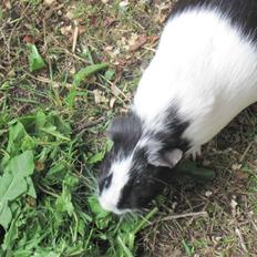 Marsvin Speedy R.I.P