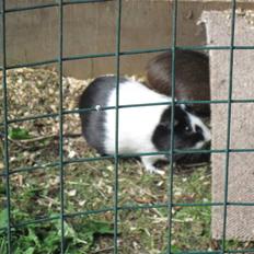 Marsvin Speedy R.I.P