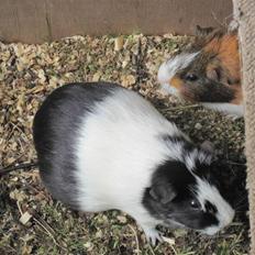 Marsvin Speedy R.I.P