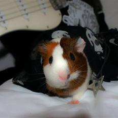 Marsvin My Jolene Surferine