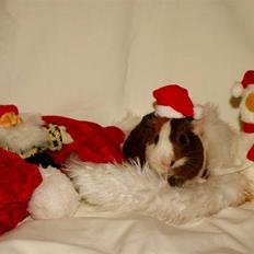 Marsvin My Jolene Surferine