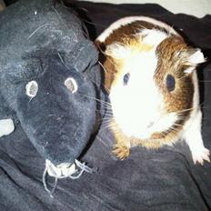 Marsvin My Jolene Surferine