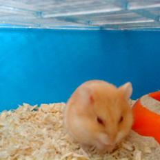 Dværghamster Molli
