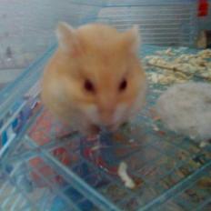 Dværghamster Molli
