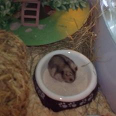 Dværghamster Buller <3.