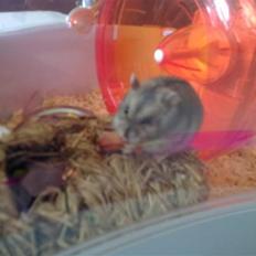 Dværghamster Buller <3.