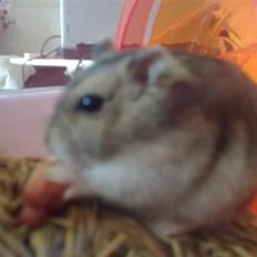 Dværghamster Buller <3.