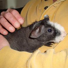 Marsvin Klackebos Charmiga Casper