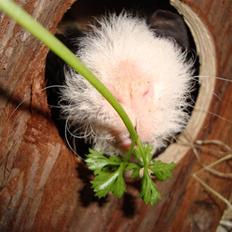 Marsvin Klackebos Charmiga Casper