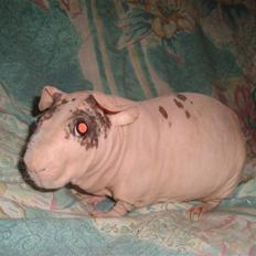 Marsvin Oops Överste Filip