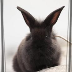 Kanin Millions † Lindo conejo †