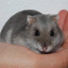 Dværghamster Mini (død: 26/6-2011)
