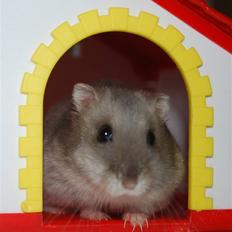 Dværghamster Mini (død: 26/6-2011)